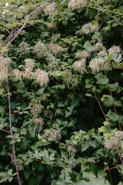 Clematis ligusticifolia (Western Virgin’s Bower)