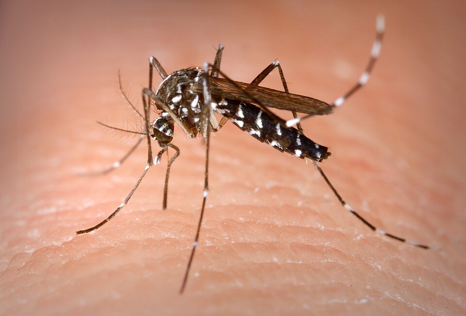 Close-up of an Asian tiger mosquito biting human skin: black body with bright white stripes and black-and-white banded legs